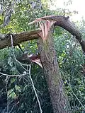 Damage sustained during Force 8 gale, Lincs. (2020)