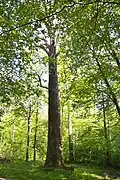 The Šaravai Oak Tree