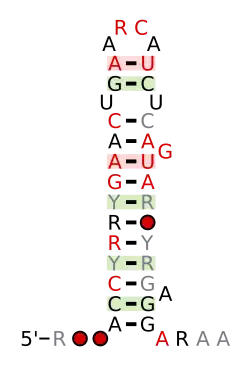 A consensus secondary structure and primary sequence for the 3` Sarcin-Ricin (or bulged-G) RNA motif.