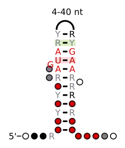 A consensus secondary structure and primary sequence for the 5` Sarcin-Ricin (or bulged-G) RNA motif.