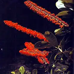 Sarcopera flammifera