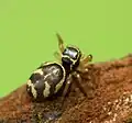 Female S. aurantiacus