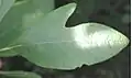 Bilobed leaf