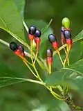Fruit