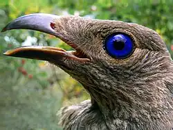 Female