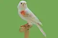 Satinette red mosaic