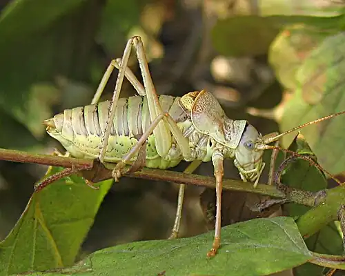 Ephippiger ephippiger, (Bradyporinae)
