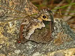 mating - female on the right