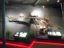 Mounted skeleton of Victoria