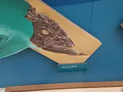 A fossil fish skull with a pointed lower jaw