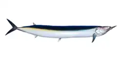 Saurodon leanus