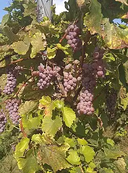 Sauvignon gris