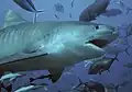 The tiger shark ranks as the second most fatal in unprovoked attacks[11]