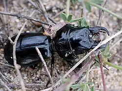 Scarites buparius. Close-up