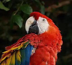 A scarlet macaw.