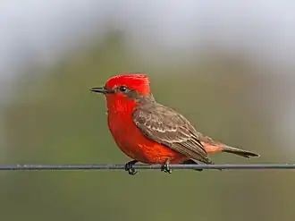 adult male, Uruguay