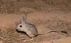 A close-up photo of a Jerboa standing on two legs in a desert in Saudi Arabia