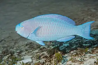 In the Bahamas