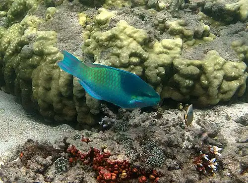 Final phase (male)