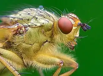 Common yellow dung fly (Scathophaga stercoraria) made using a lens at its maximum 1:1 reproduction ratio, and an 18×24mm image sensor, the on-screen display of the photograph results in a greater than life-size image