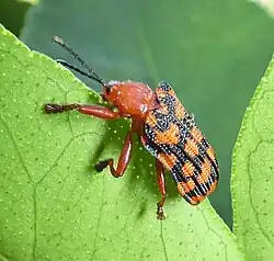 Sceloenopla maculata (Sceloenoplini)