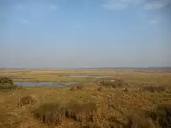 Marshes of Dudhwa National Park