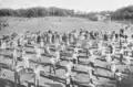 Athletes on the sports field in Schönholzer Heide; around 1900.