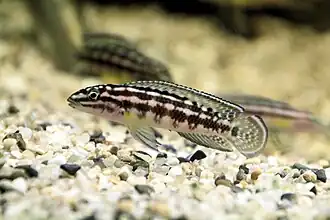 Lamprologini (E): Julidochromis marlieri is popular in the aquarium trade where members of the genus are known as "Julies"[56]