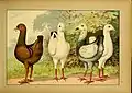 Maltese Group