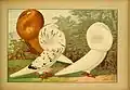 Schachtzabel 1906 Tafel 55