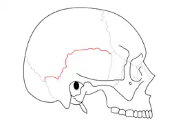 Squamosal suture. It separates the parietal bones and the temporal bone.