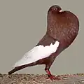 Schalaster Pouter