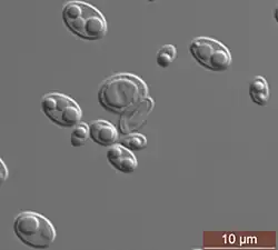 Microorganisms in a colourless background