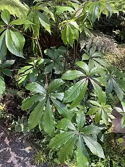 Foliage of a mature S. digitata specimen growing next to a walking track.