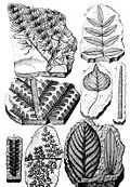 A scientific illustration shows detailed engravings of various fossilized plant leaves and stems preserved in stone, each numbered and carefully rendered