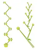 Cincinnus (lateral and top view)