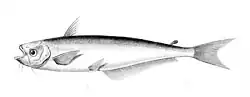 African butter catfish Schilbe mystus