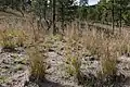 Little Bluestem
