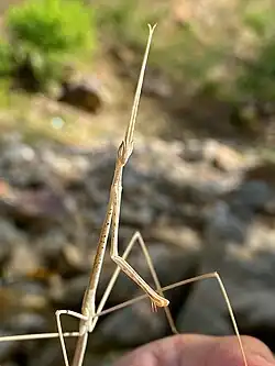 The grass mantis Schizocephala bicornis mimics dry grass both to avoid predators and to approach unwitting prey.