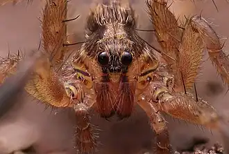 S. bilineata