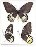 Ornithoptera goliath ssp. supremus female