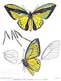 Ornithoptera goliath ssp. supremus male