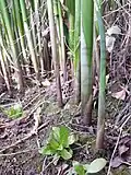 Stem bases showing the sheath-like leaves; usually underwater but exposed here by drought. Vienna, Austria.