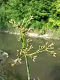 Inflorescence. Vienna, Austria.