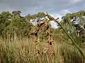 Mature seedheads. New South Wales, Australia.