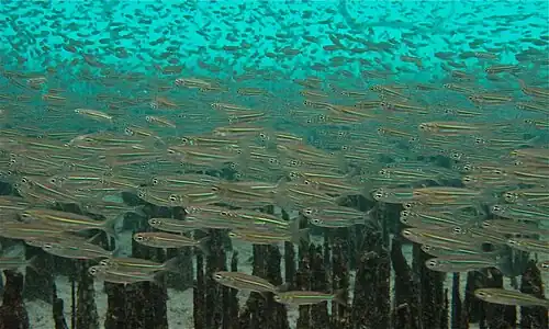 Old World silversides schooling among mangrove roots