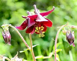 Flowers of Aquilegia atrata