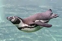 Swimming underwater