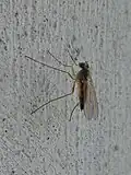 Sciapus contristans