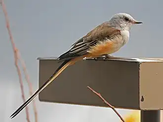 Scissor-tailed flycatcher at the National Aviary in Pittsburgh, Pennsylvania